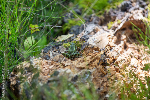 A green northern leopard frog perched on a log in Rondeau Provincial Park.
