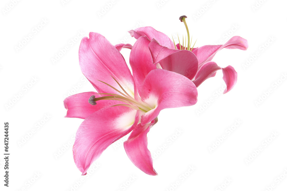 Obraz premium Beautiful pink lily flowers isolated on white
