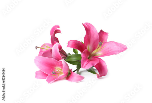 Beautiful pink lily flowers isolated on white