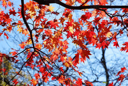 秋季、紅葉日和