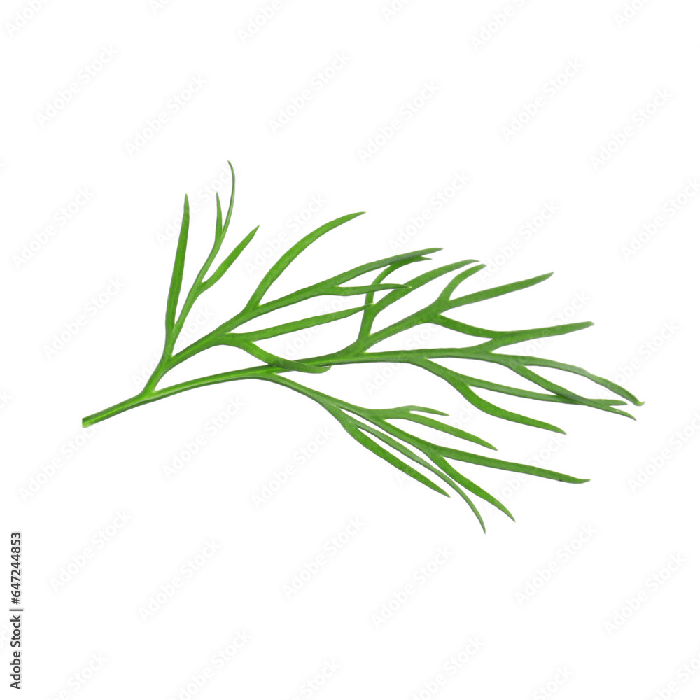 Sprig of fresh dill isolated on white Sprig of fresh dill isolated on white