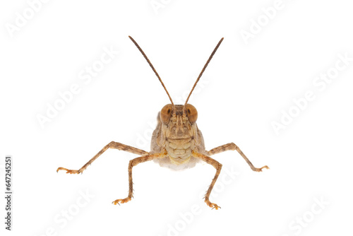 Common digging grasshopper isolated on white background, Acrotylus insubricus