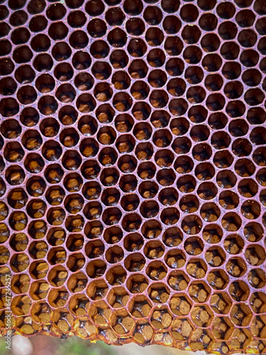 Close-up of a natural bee comb made by wild bees
