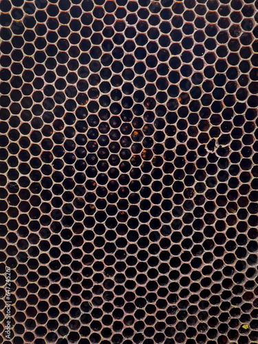 Wallpaper Mural Close-up of a natural bee comb made by wild bees Torontodigital.ca