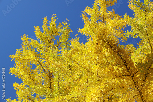 秋季、紅葉日和