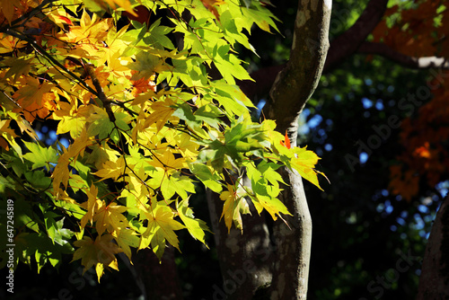 秋季、紅葉日和