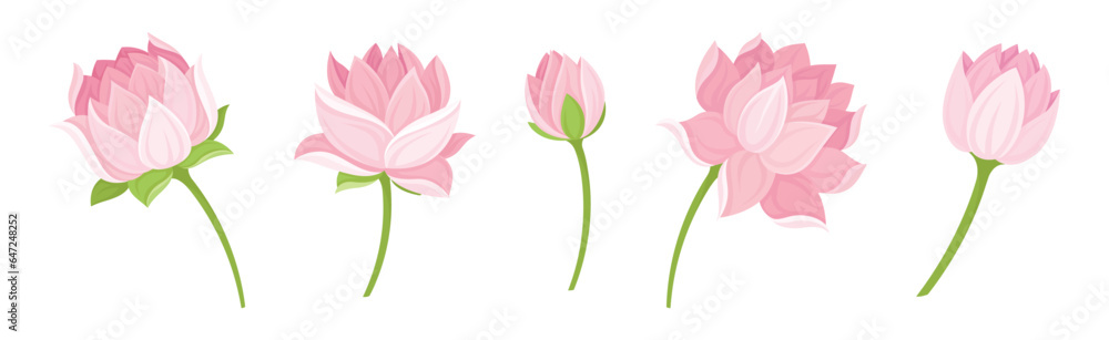 Water Lily Flower as Tropical Aquatic Herb Vector Set - obrazy, fototapety, plakaty 
