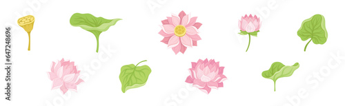 Water Lily Flower with Green Pad as Tropical Aquatic Herb Vector Set