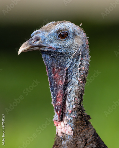 Turkey head portrait wild turkey