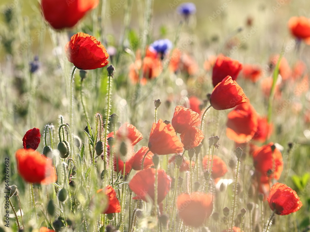 Obraz premium Field with poppies