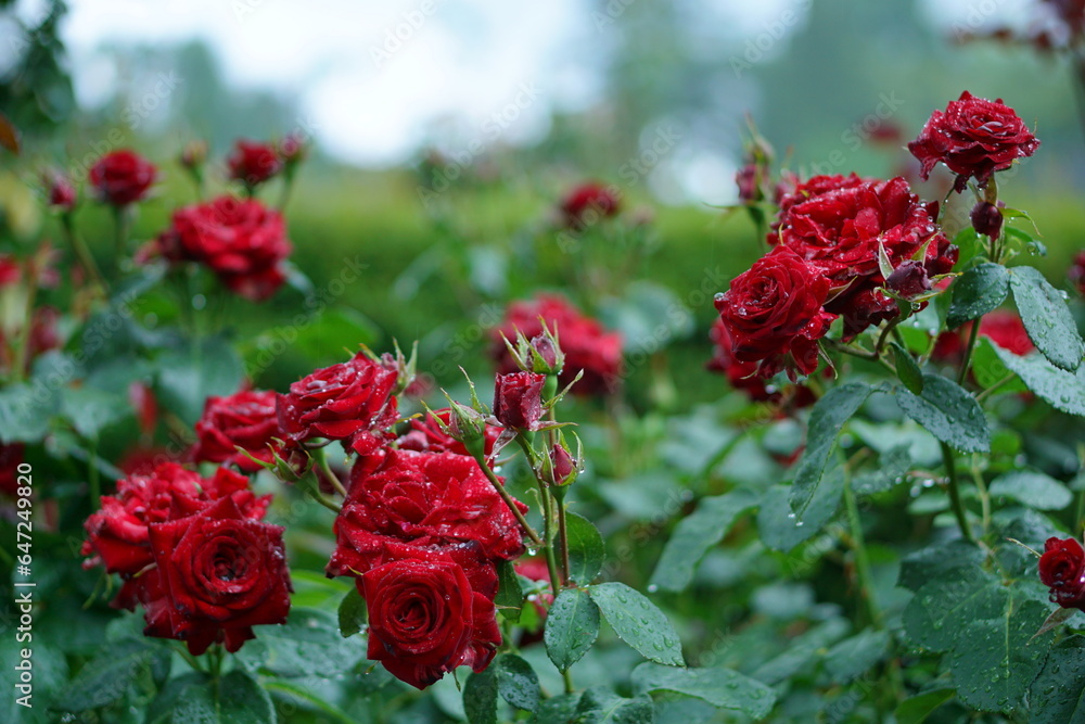 雨に濡れたバラ園の赤いバラ