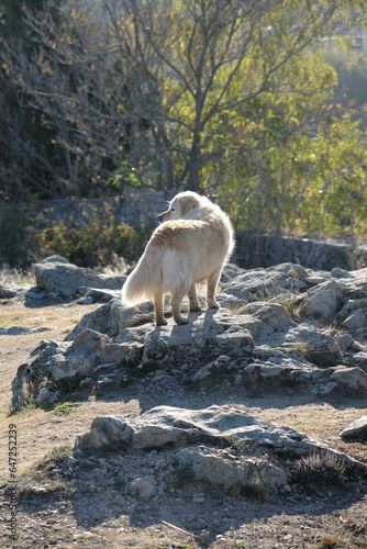 Hund auf Felsen