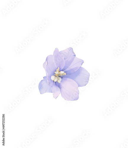 Watercolor delphinium flower png  elegant realistic blue blossom flower clipart.