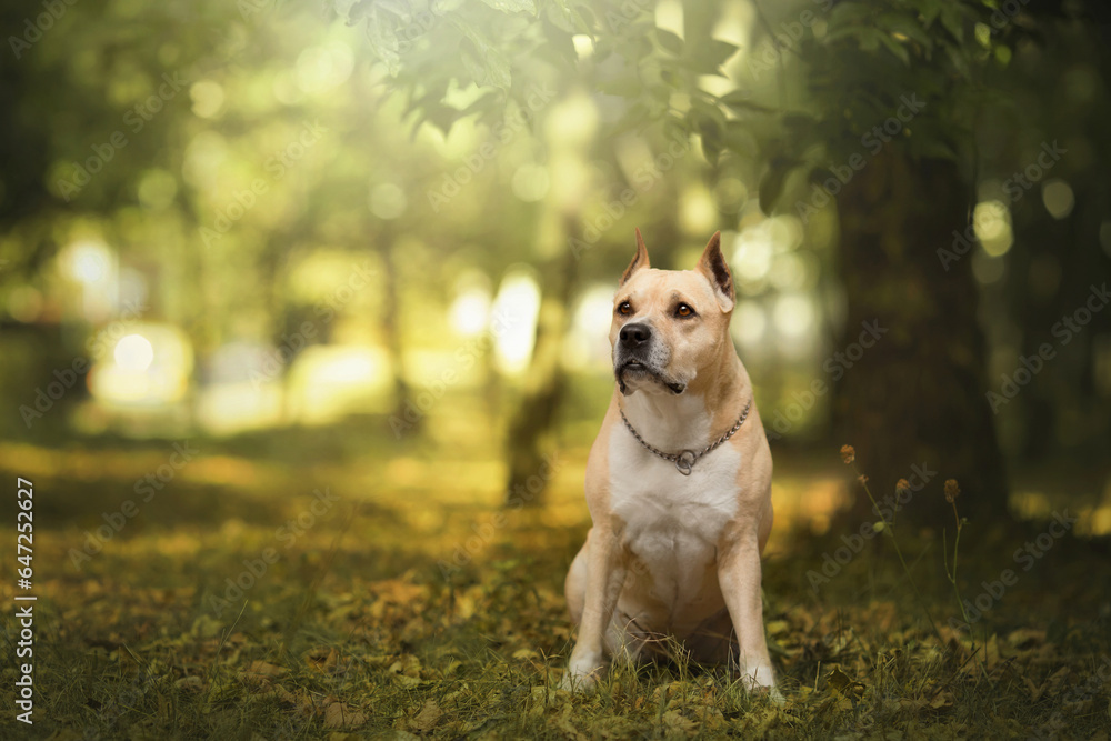 adult dog portrait in yellow autumn park