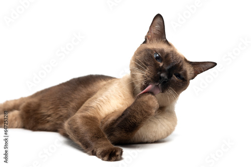 Siamese cat with blue eyes isolate on white background. Blue diamond cat licking and cleaning fur on white background. Thai cat looking something with clipping path.