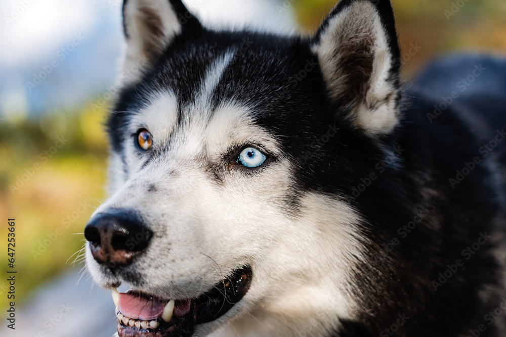 Beautiful dog with multi-colored eyes of the Siberian Husky breed, close-up photo.