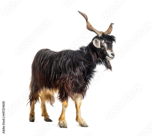 Male Nicastrese goat, domestic goat from calabria, italian goat, calabria, isolated on white photo