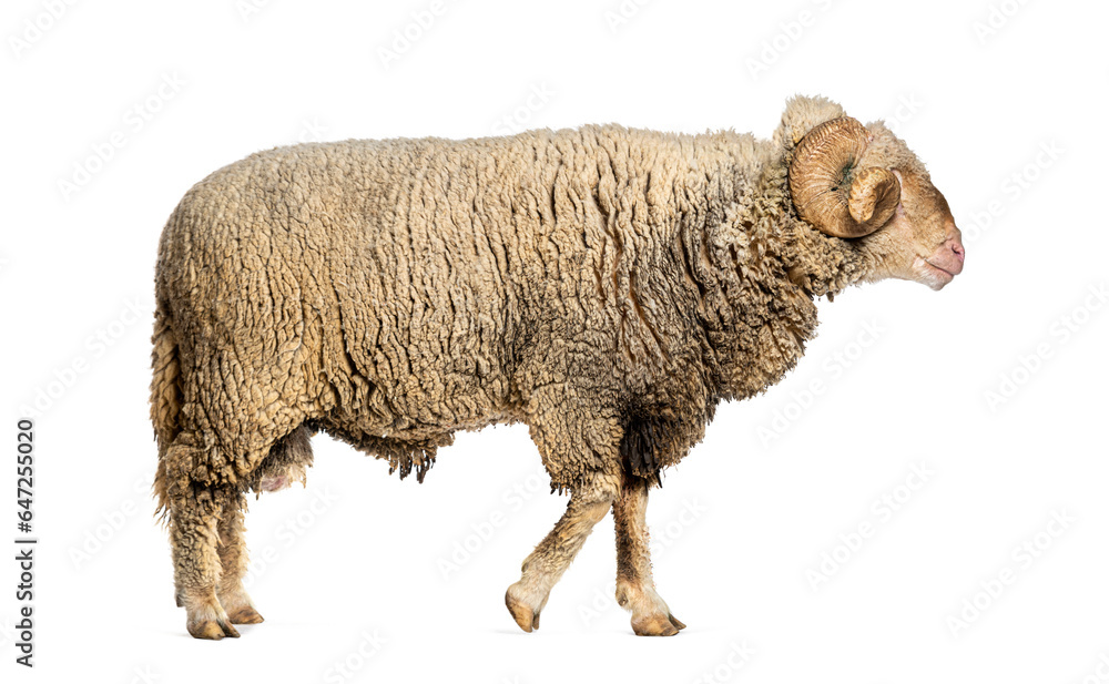 Ram Sopravissana sheep with big horns walking away, isolated on white Ram Sopravissana sheep with big horns walking away, isolated on white