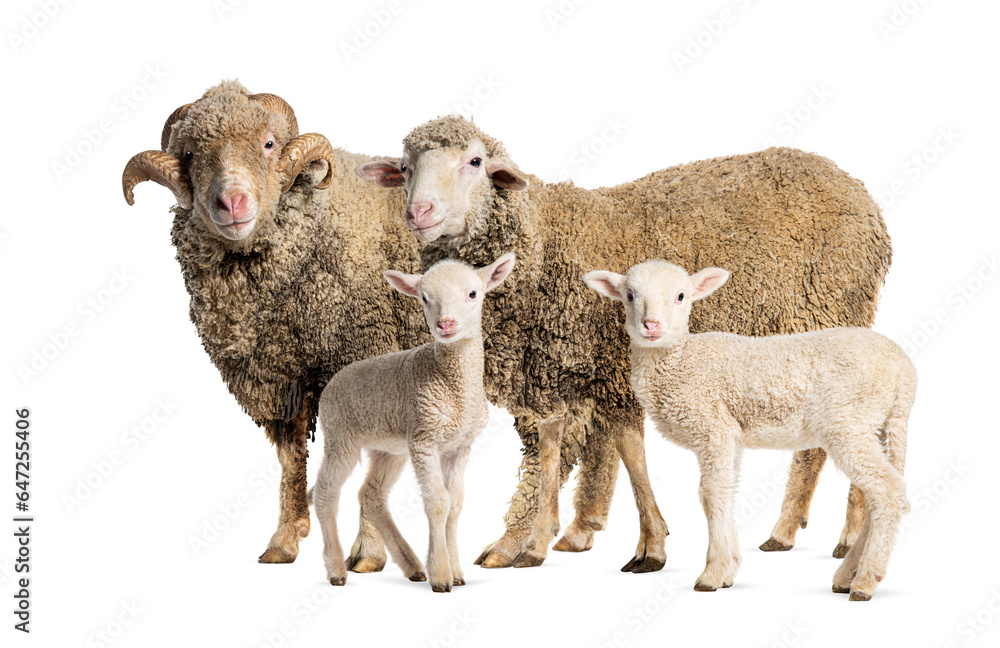Obraz premium Ram and Ewe Sopravissana sheep with her lambs, isolated on white