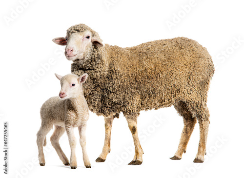 Ewe Sopravissana sheep with her lamb, isolated on white