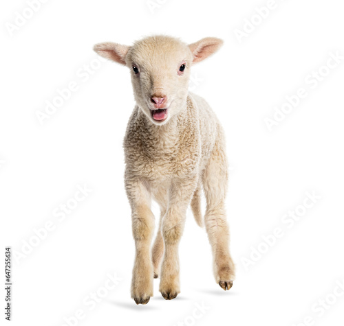 Lamb Sopravissana sheep  isolated on white