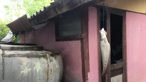 Clown hairy back fish, large spotted knife fish, dead freshwater fish used for cooking.