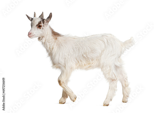 Young kid Girgentana goat  sicilian breed  isolated on white