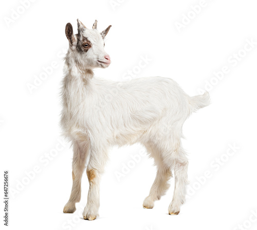 Young kid Girgentana goat, sicilian breed, isolated on white