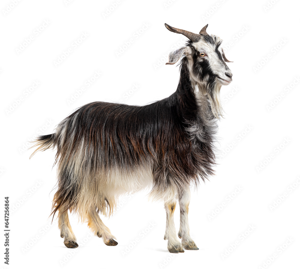 Female Nicastrese goat, domestic goat from calabria, italian goat, calabria, also name Jèlina, isolated on white Female Nicastrese goat, domestic goat from calabria, italian goat, calabria, also name Jèlina, isolated on white