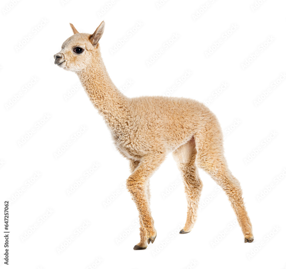 Fototapeta premium Light fawn young alpaca, eight months old - Lama pacos, isolated on white