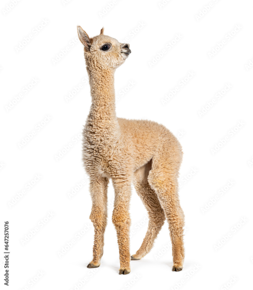 Obraz premium Light fawn young alpaca, eight months old - Lama pacos, isolated on white
