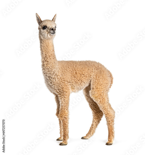 Light fawn young alpaca, eight months old - Lama pacos, isolated on white