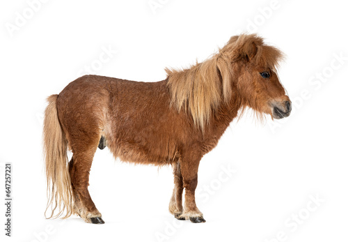 Fotografie Falabella, Falabella Miniature Horse, Falabella Pony, Argentine Dwarf, Miniature