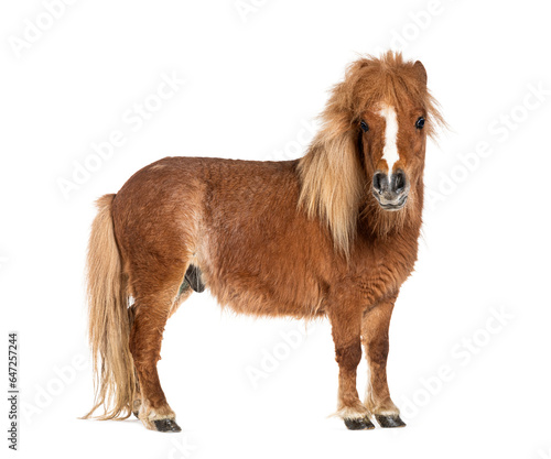 Obraz na plátně Falabella, Falabella Miniature Horse, Falabella Pony, Argentine Dwarf, Miniature