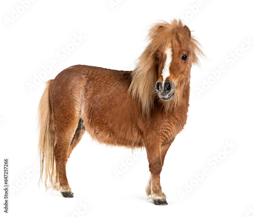Obraz na plátně Falabella, Falabella Miniature Horse, Falabella Pony, Argentine Dwarf, Miniature