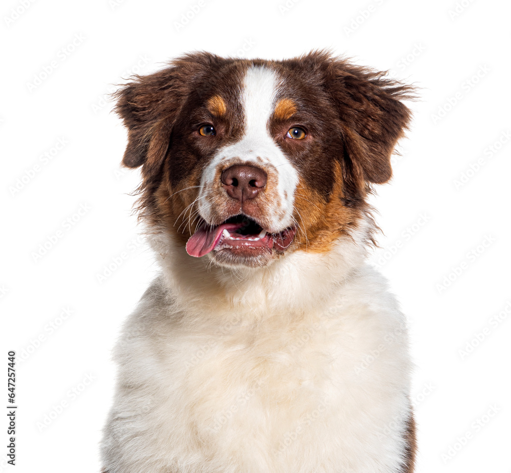 Head shot of a panting Australian shepherd looking at camera, white background