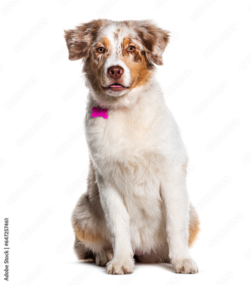 Australian shepherd sitting and wearing a collar , Isolated on white