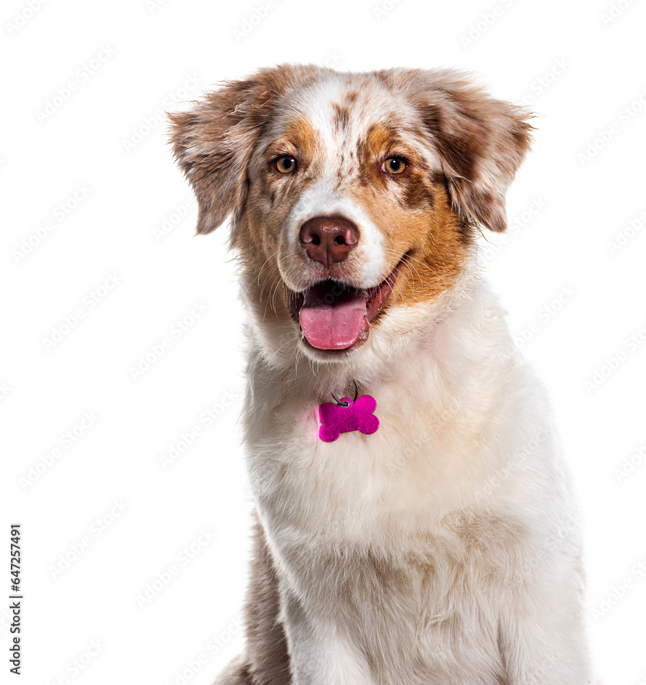 Portrait of a panting Australian shepherd wearing a collar and looking at the camera, Isolated on white