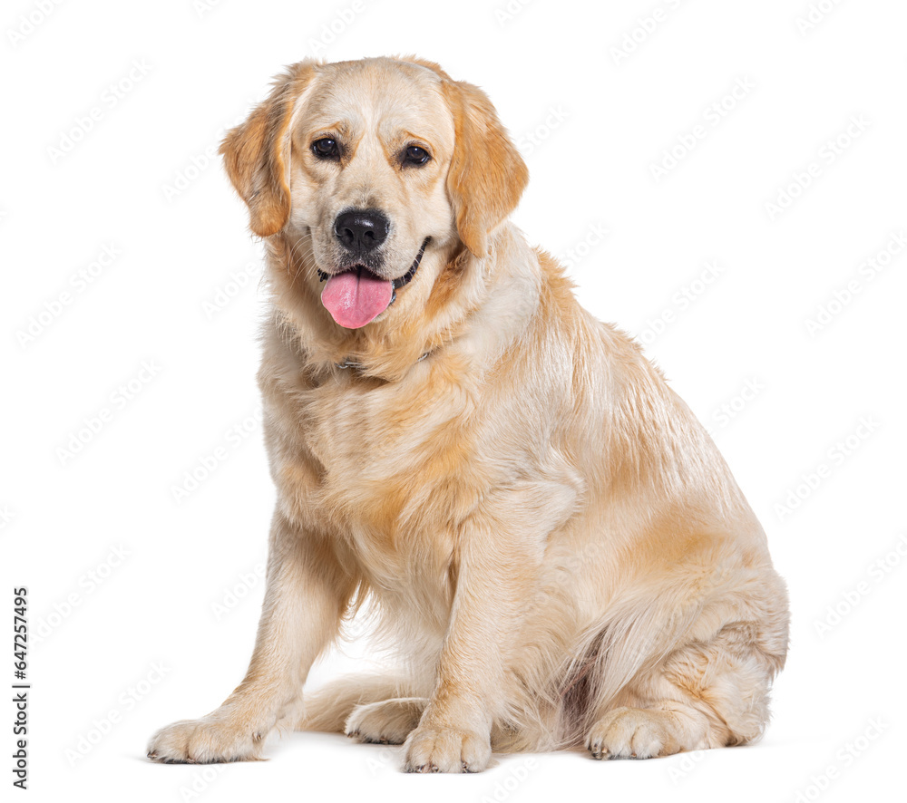 Protrait of a Golden retriever sitting,  Panting, and looking at the camera isolated on white