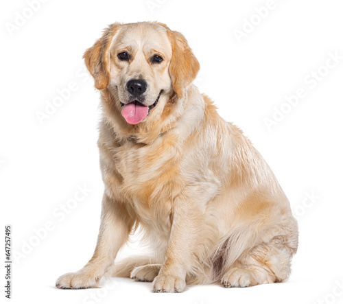 Protrait of a Golden retriever sitting, Panting, and looking at the camera isolated on white