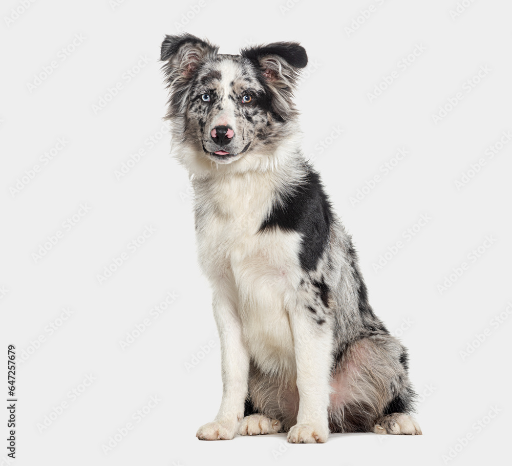 Blue merle puppy australian shepherd sitting looking at the camera, isolated on grey