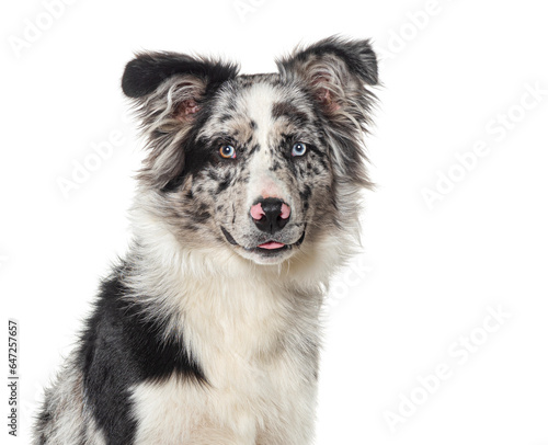 Head shot of a Blue merle puppy australian shepherd dog looking at the camera, isolated on white