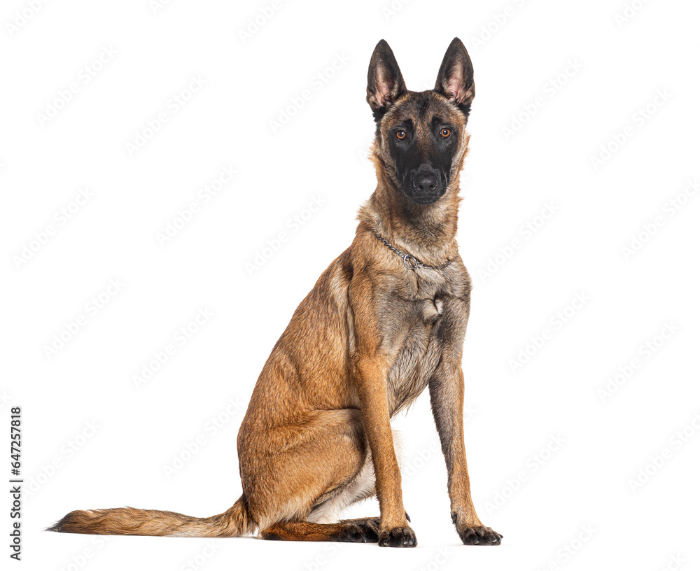 Belgian shepherd Malinois wearing a collar, looking at the camera, isolated on white