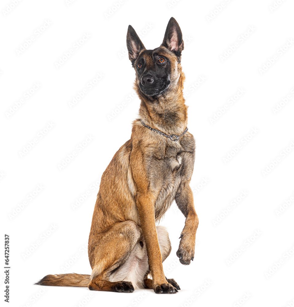 Belgian shepherd Malinois wearing a collar, looking at the camera and pawing, isolated on white