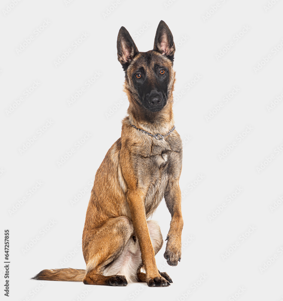 Belgian shepherd Malinois wearing a collar, looking at the camera and pawing, isolated on grey