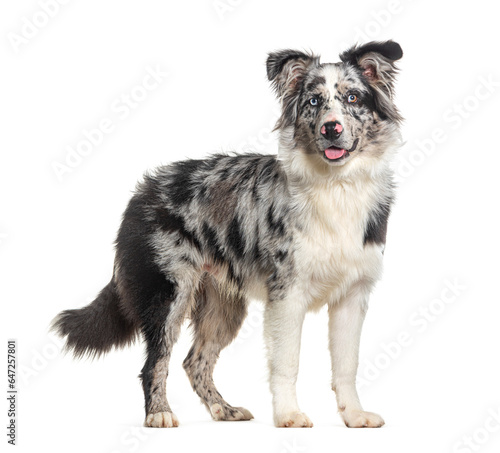 side view of a standing panting Blue merle puppy australian shepherd looking at the camera, isolated on white