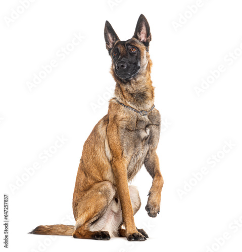 Belgian shepherd Malinois wearing a collar  looking at the camera and pawing  isolated on white