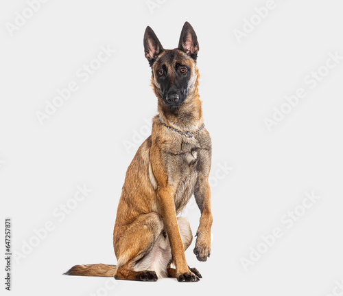 Belgian shepherd Malinois wearing a collar  looking at the camera and pawing  isolated on grey