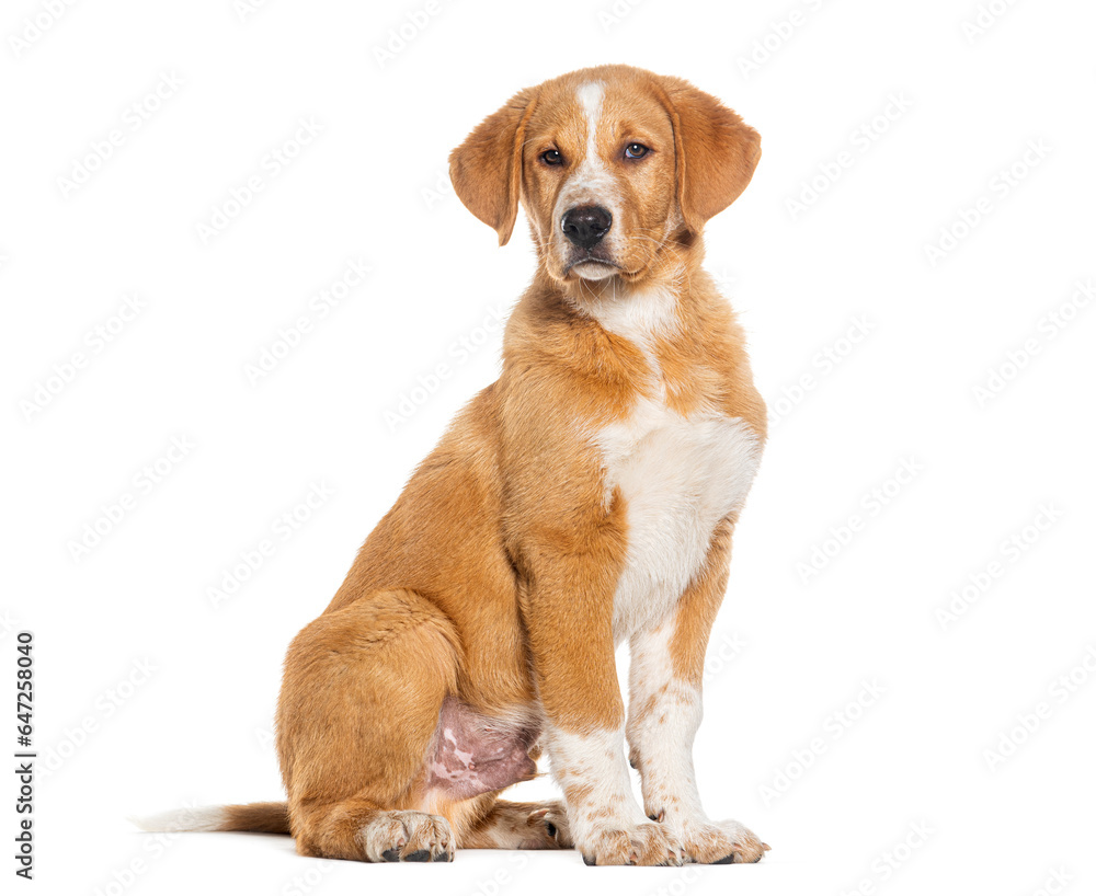 Sitting mixed breed dog looking at the camera, Isolated on white
