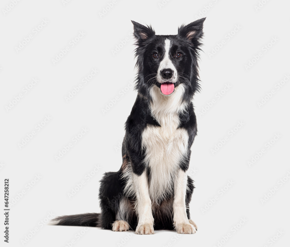 Young Black and white Panting Border collie sitting and looking at the camera, One year old, Isolated on grey